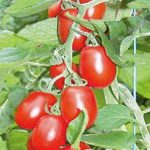 tomaten-ravello-mini-roma-hild
