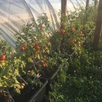 gemuesebau-tomaten-05
