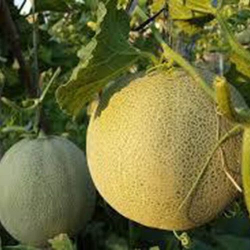 bio-honig-melone